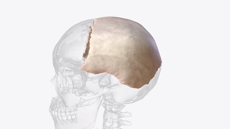 Hueso parietal craneal formando parte del costado y parte superior de la cabeza