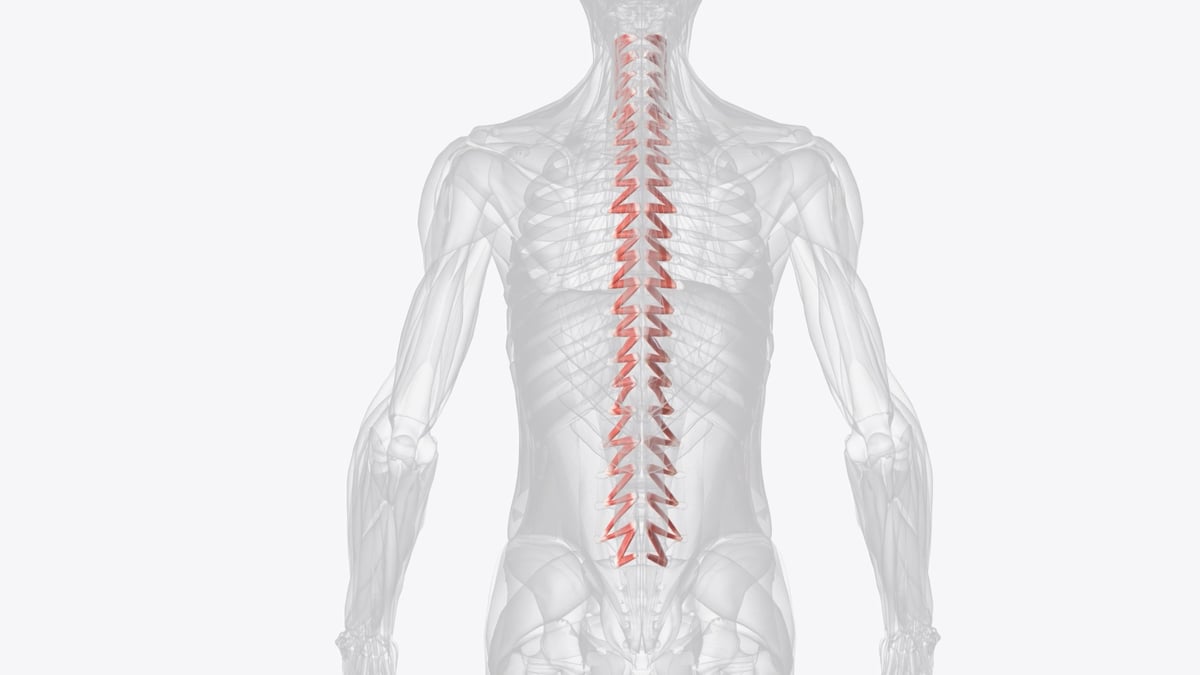 The rotatores are the deepest muscles in the transversospinalis group, the deep layer of the intrinsic back muscles.