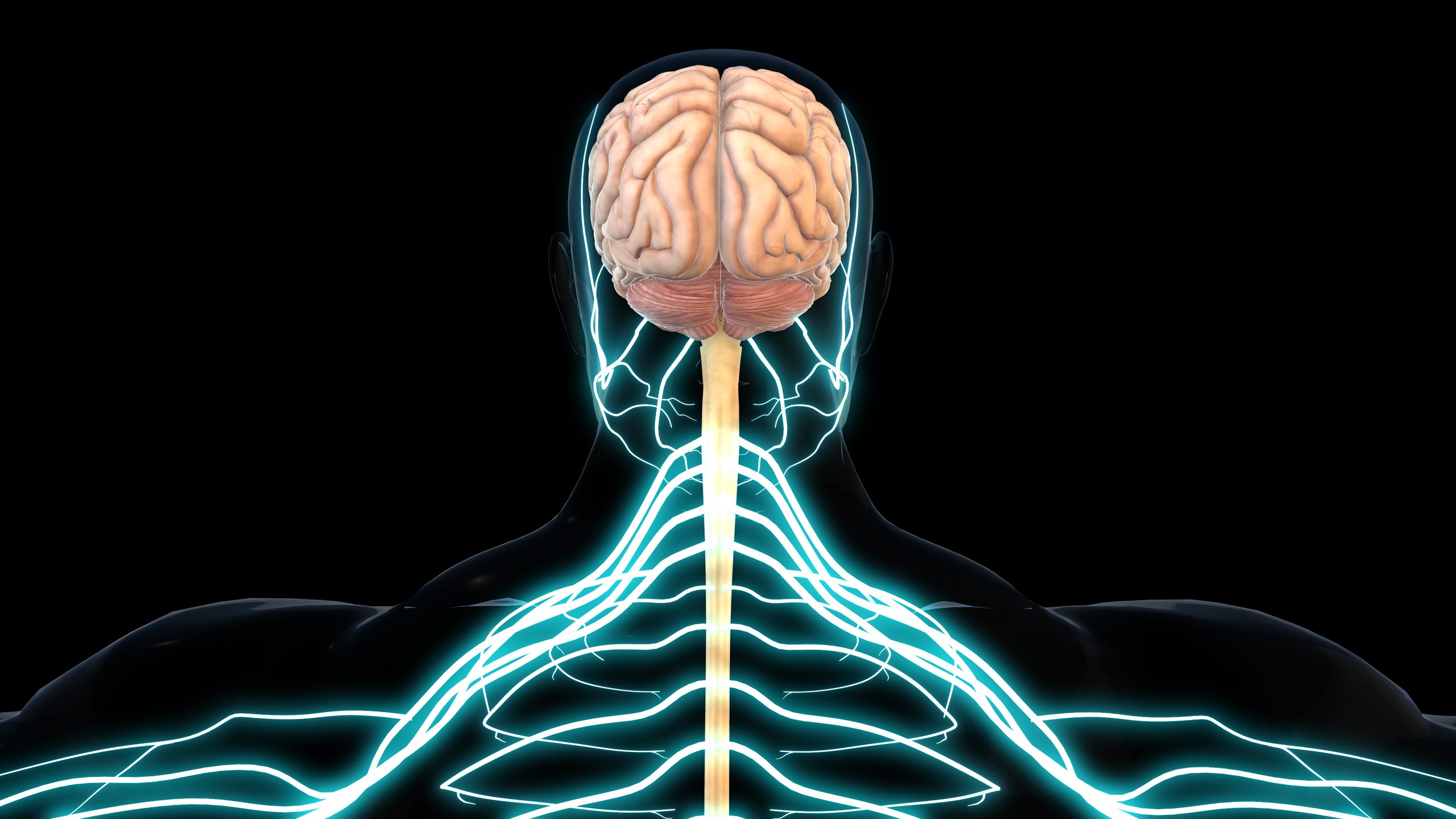 Ilustración 3D del sistema nervioso central del cerebro humano, concepto médico anatómico