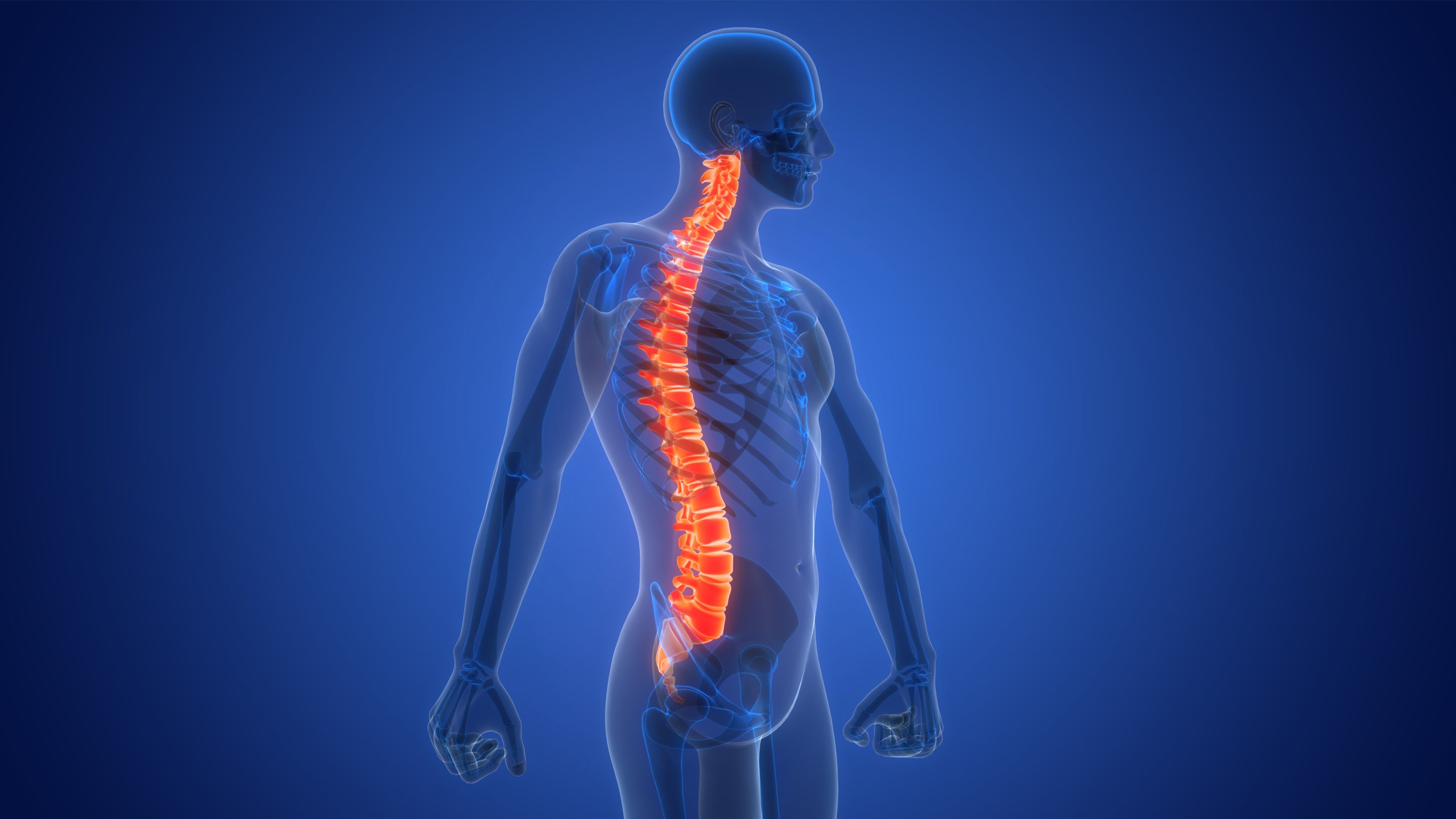 Ilustración 3D de columna vertebral y médula espinal del sistema esquelético humano
