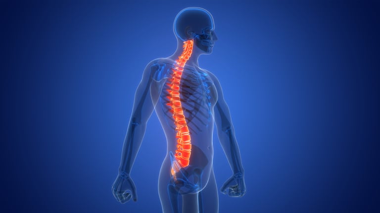 Ilustración 3D de columna vertebral y médula espinal